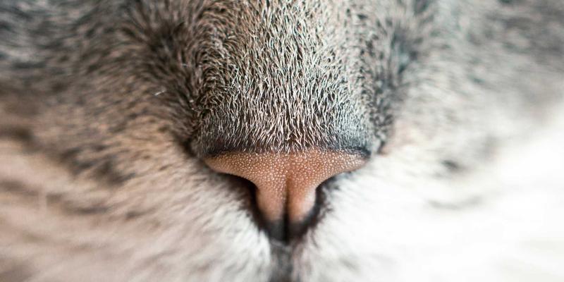 禅意艺术与异域风情：探秘大连俄罗斯风情街的历史渊源与建筑特色