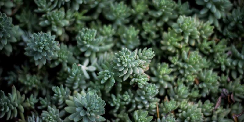 禅意艺术与盛世文化：辽宁渔港从传统节庆到现代海洋牧场的艺术交流与转型