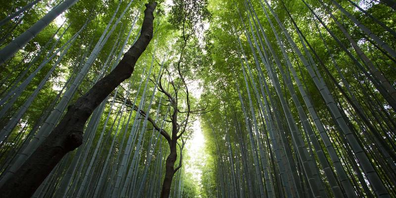 辽宁文化22：盛世气象与禅意美学的当代交响