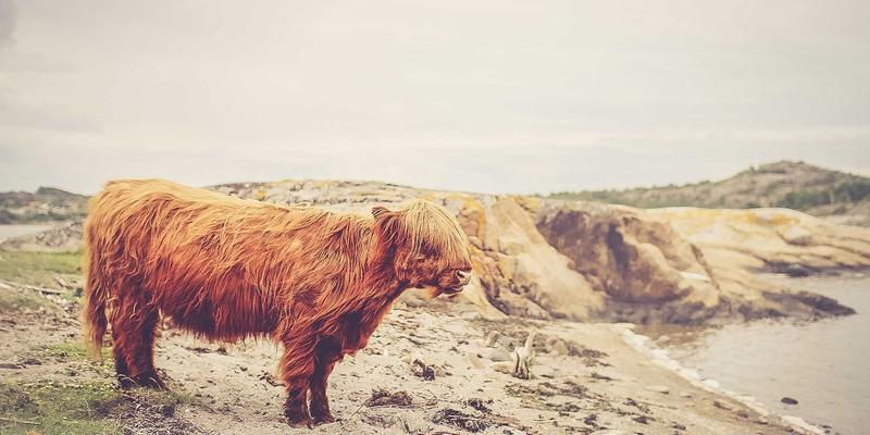 辽西走廊：盛世文化的动脉与艺术交流的桥梁
